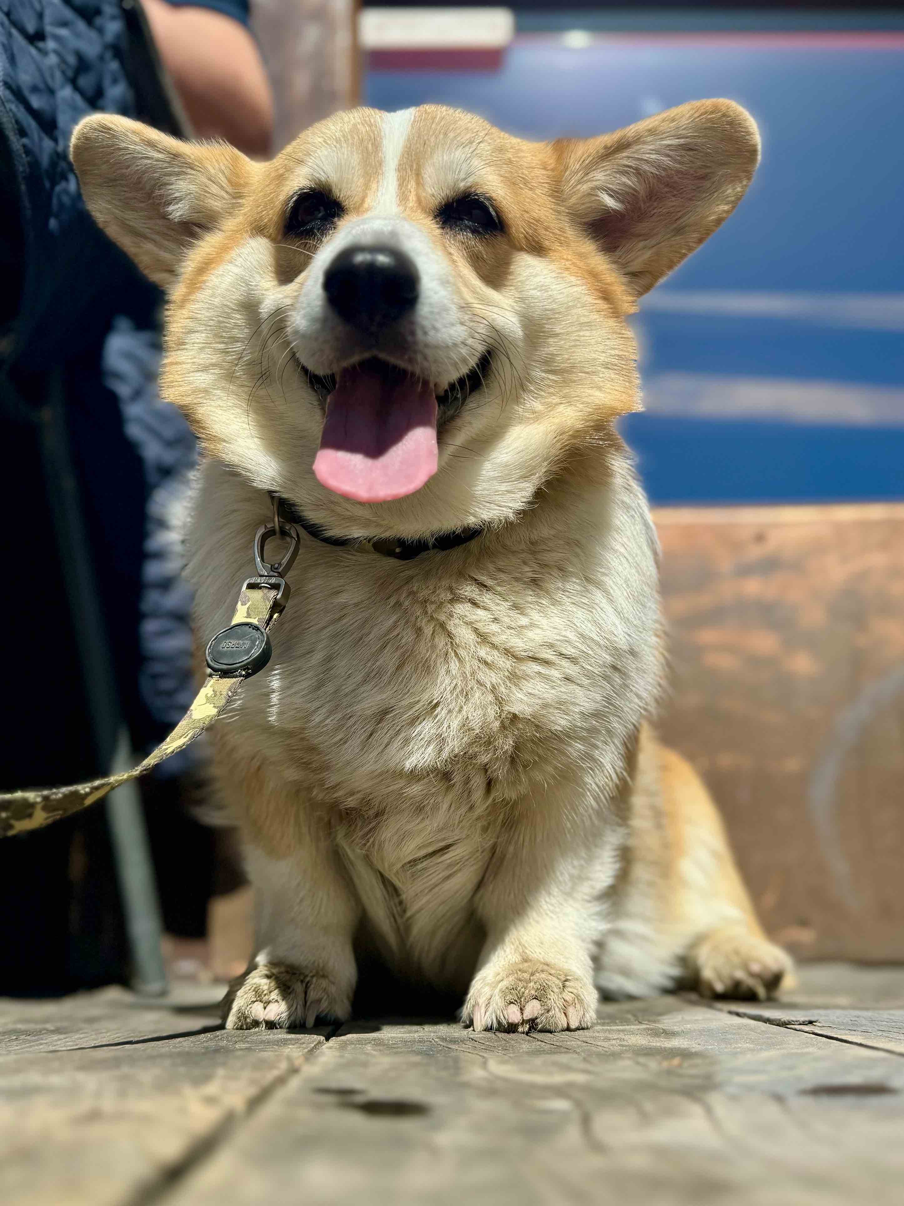 Four- legged friends allowed only outdoor